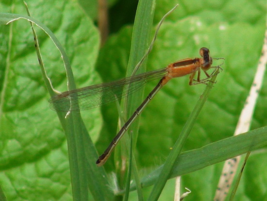 Damselfly/Narrow-winged damselflies
