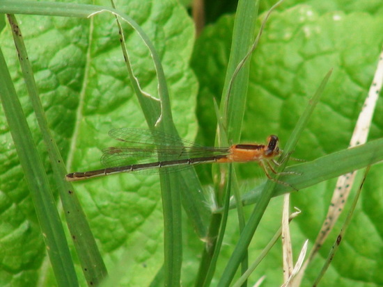 Damselfly/Narrow-winged damselflies