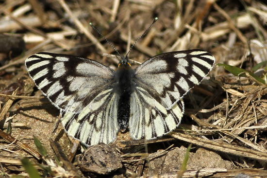Lechera argentina 