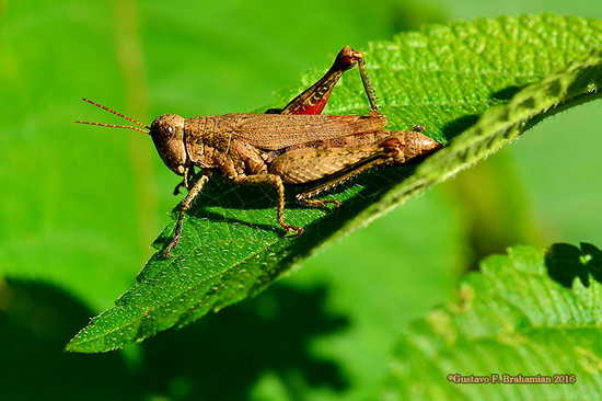Spur-throated grasshopper