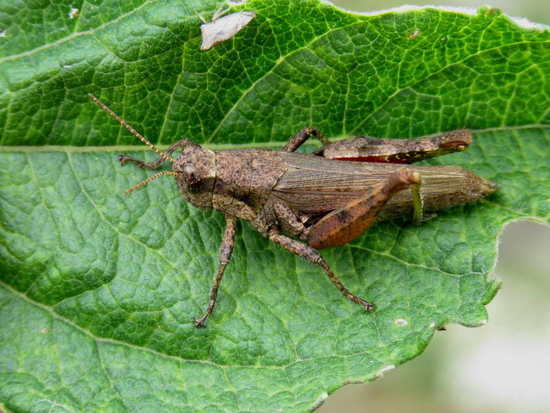 Spur-throated grasshopper