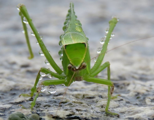 Saltamontes hoja