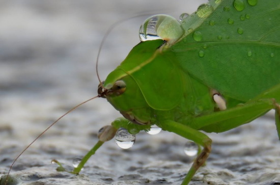 Saltamontes hoja