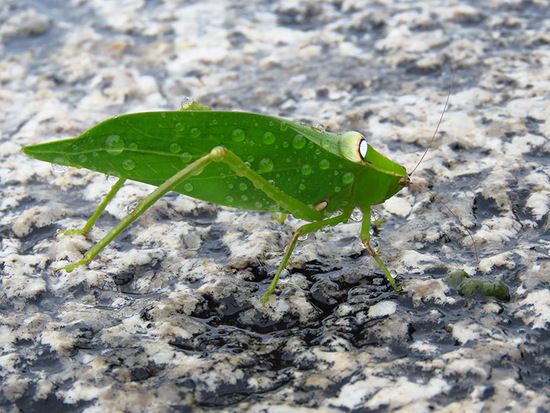 Saltamontes hoja