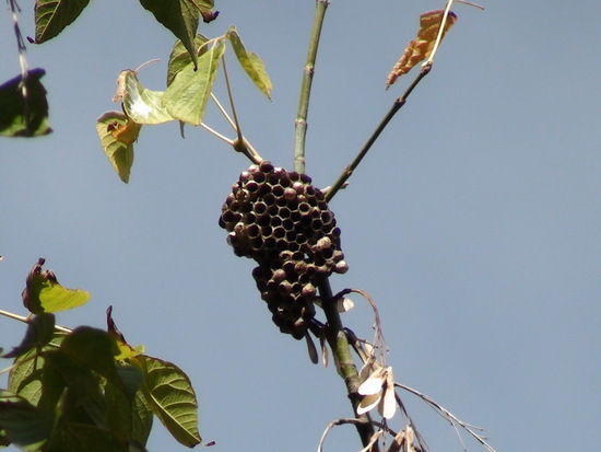 Potter wasp