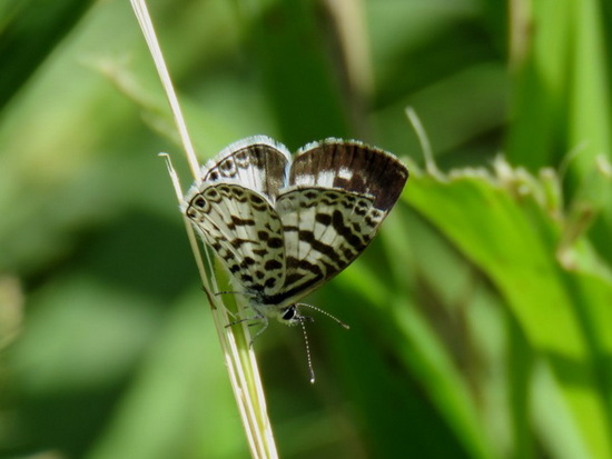 Yuyera