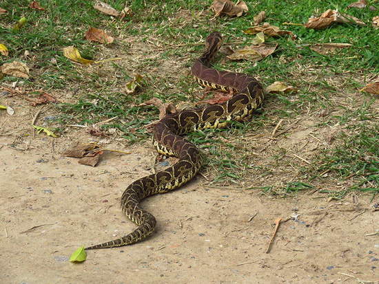 Yarará grande