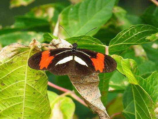 Almendra común