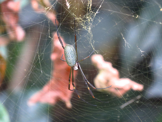 Araña de seda de oro