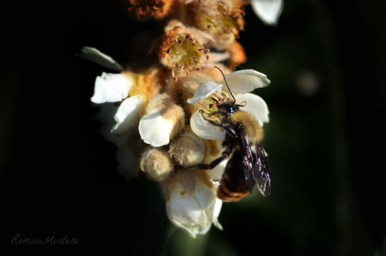 Bumblebee