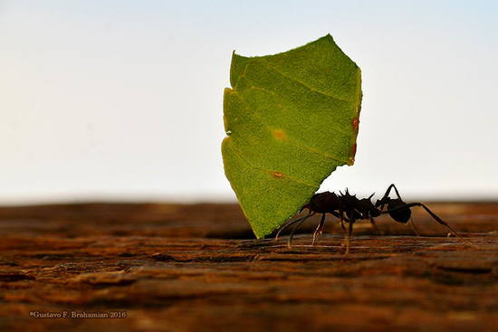 Hormiga cortadora de hojas