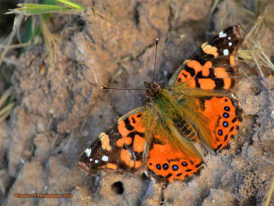 Dama manchada 