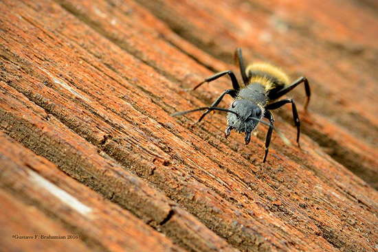 Carpenter ant