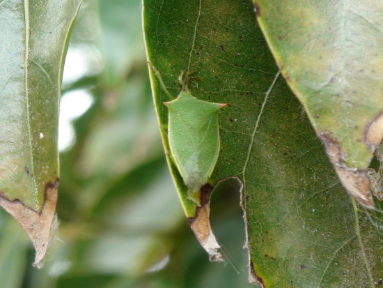 Green stink bug