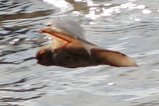 Murciélago escarchado