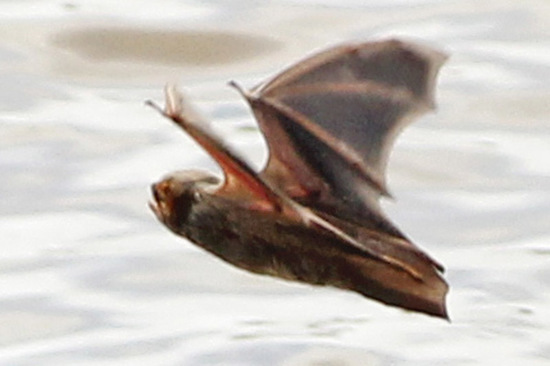 Murciélago escarchado