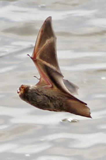 Murciélago escarchado