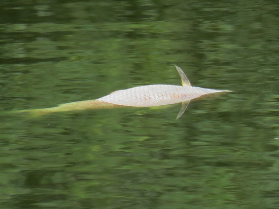 Sábalo
