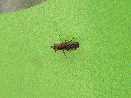 Marsh fly