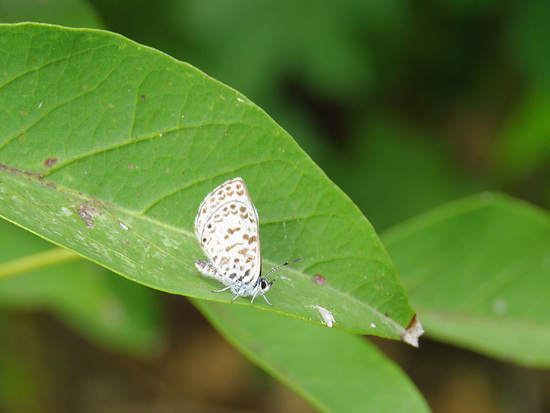 Yuyera