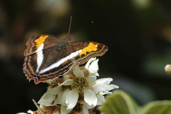 Laurentia Emperor