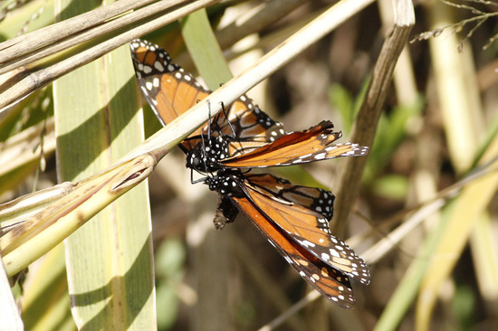 Monarca