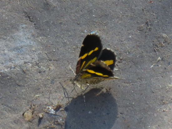 Polilla geómetra
