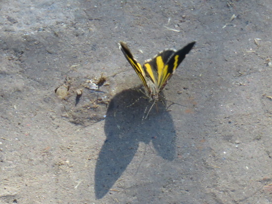 Polilla geómetra