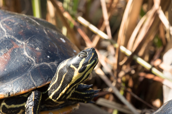 Tortuga de agua
