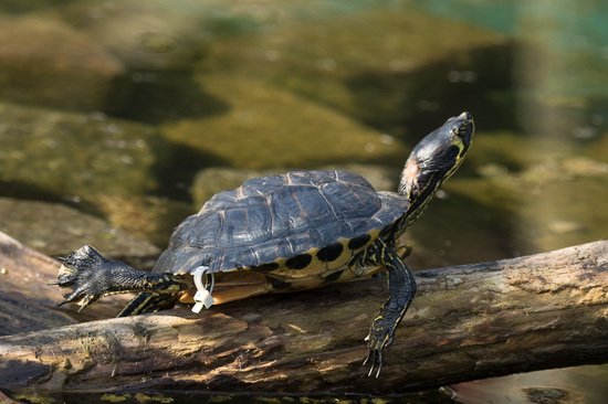 Tortuga de agua