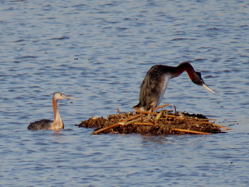 Great grebe displays