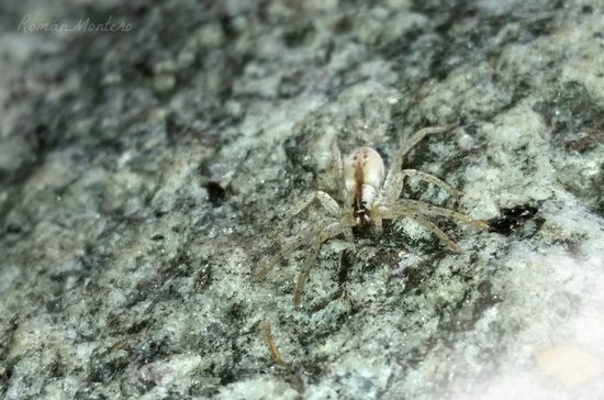 Ghost spider