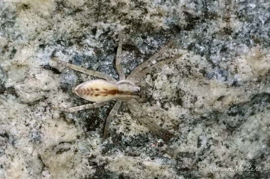 Ghost spider