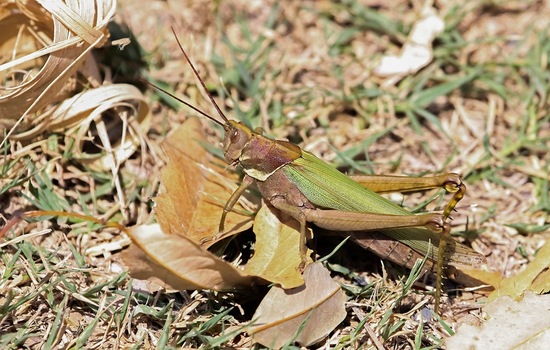 Lubber Grasshopper