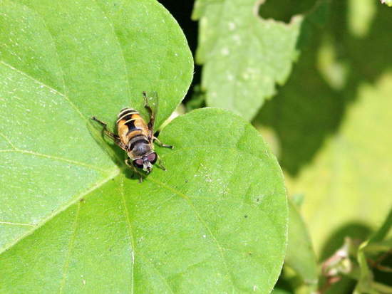 Hoverfly