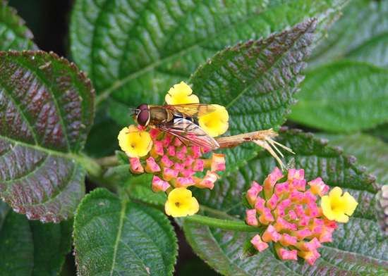 Hoverfly