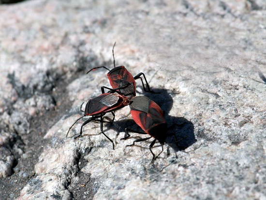 Black and red bug