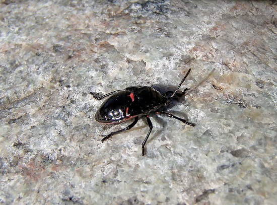 Black and red bug