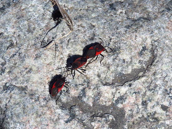 Black and red bug