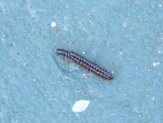 Greenhouse millipede