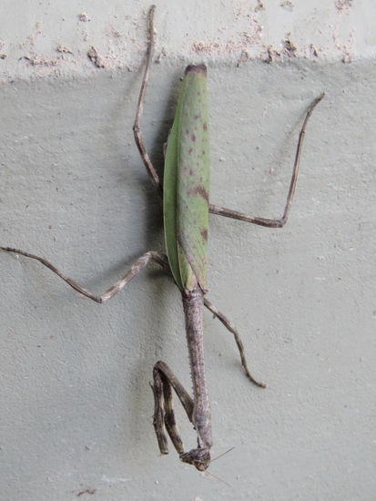 Mantid