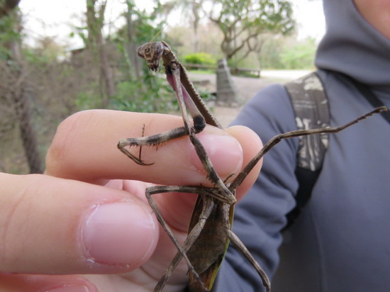 Mantid