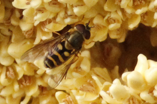 Hoverfly