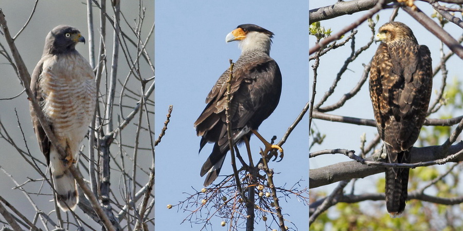 Three raptors