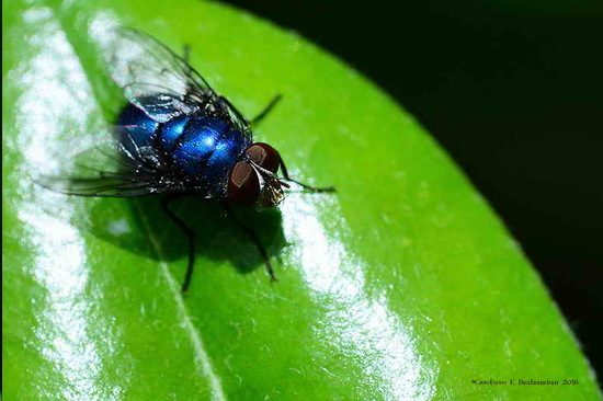 Blow fly