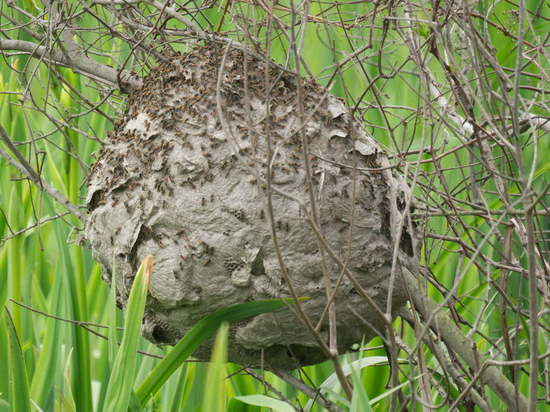 Brachygastra lecheguana