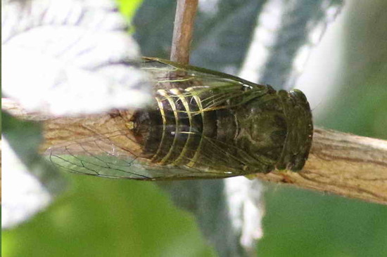 Cicada