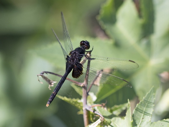Dragonfly/Skimmers