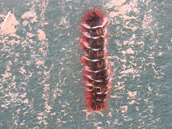 Polilla orejuda