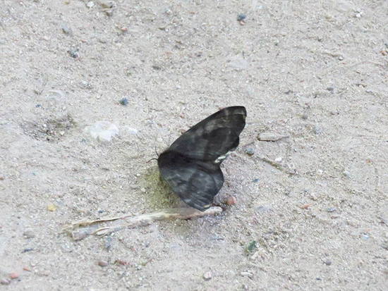 Polilla negra